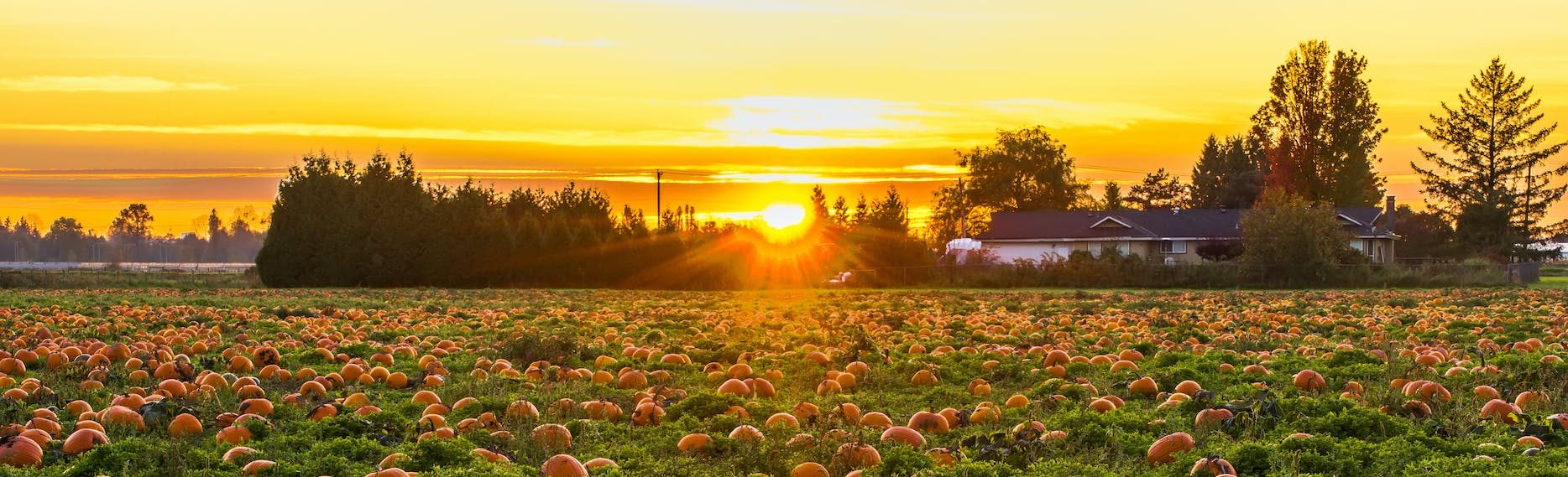 Friday Five – Almost Halloween Edition